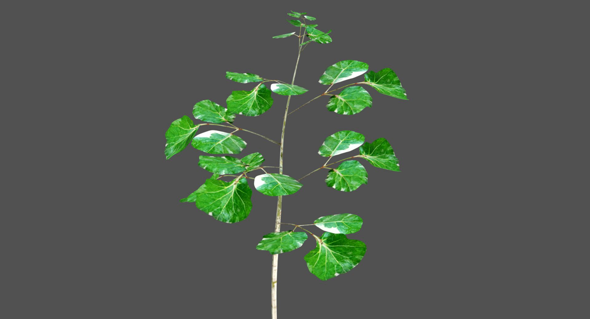 Ornamental Plant 002