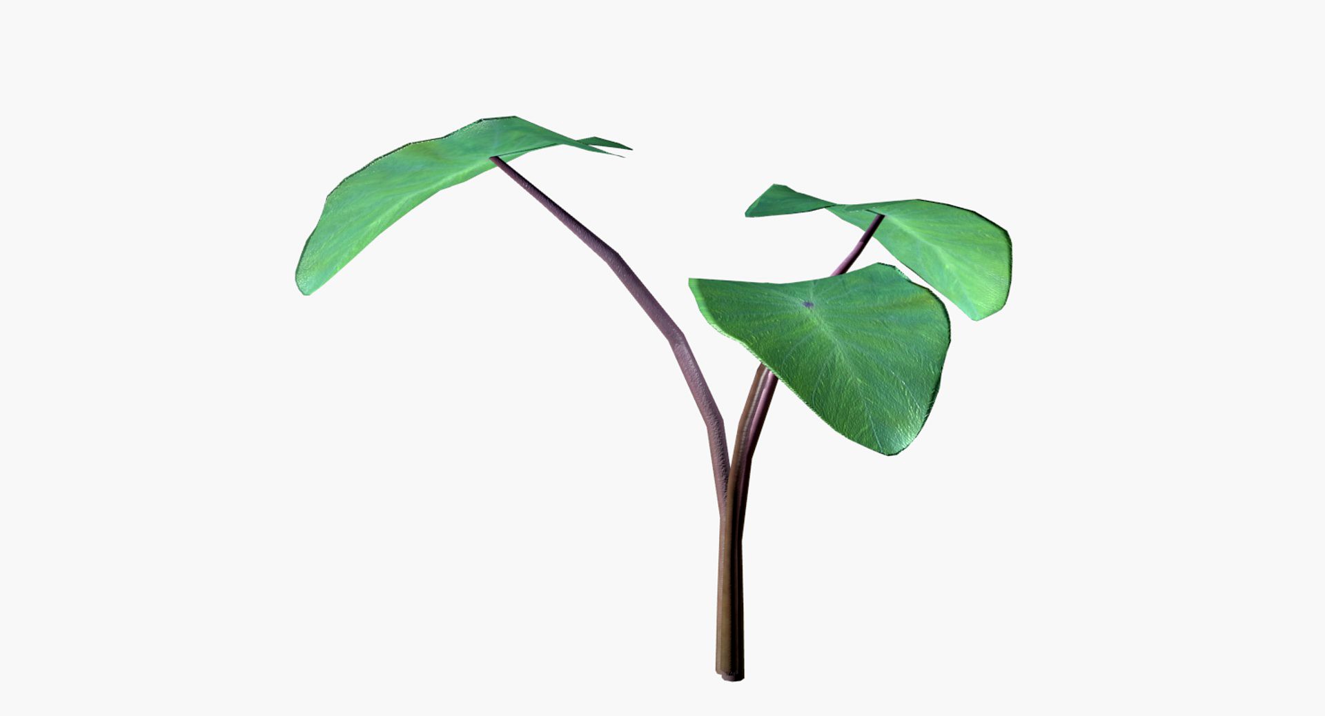 Taro Root Plant