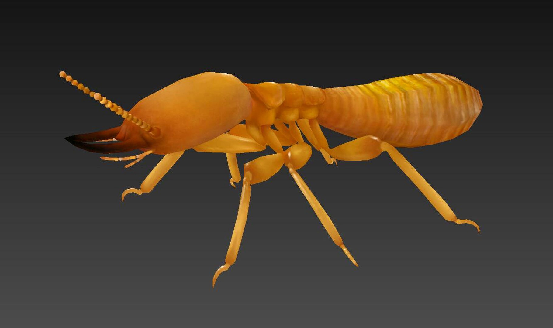termite