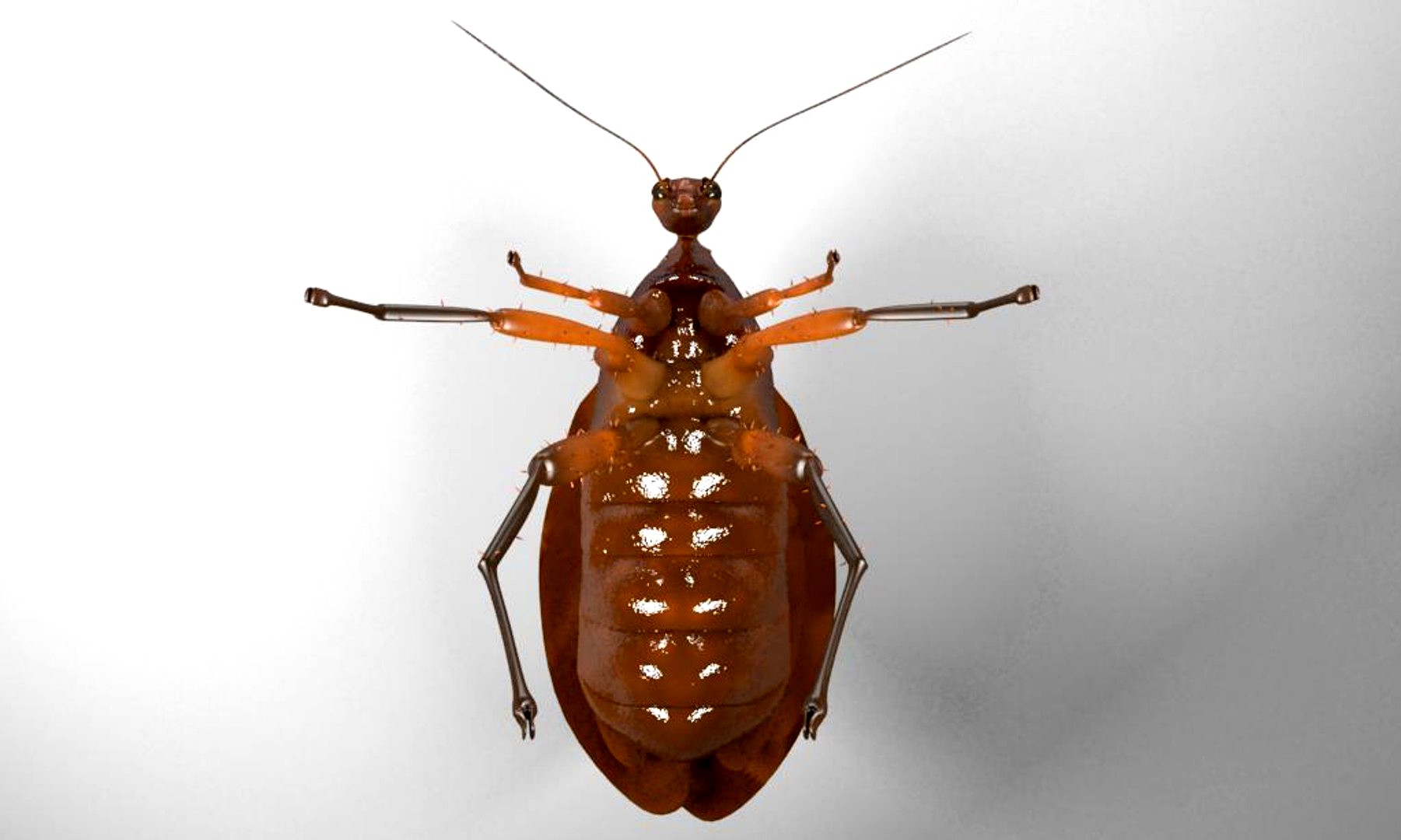 Cockroach