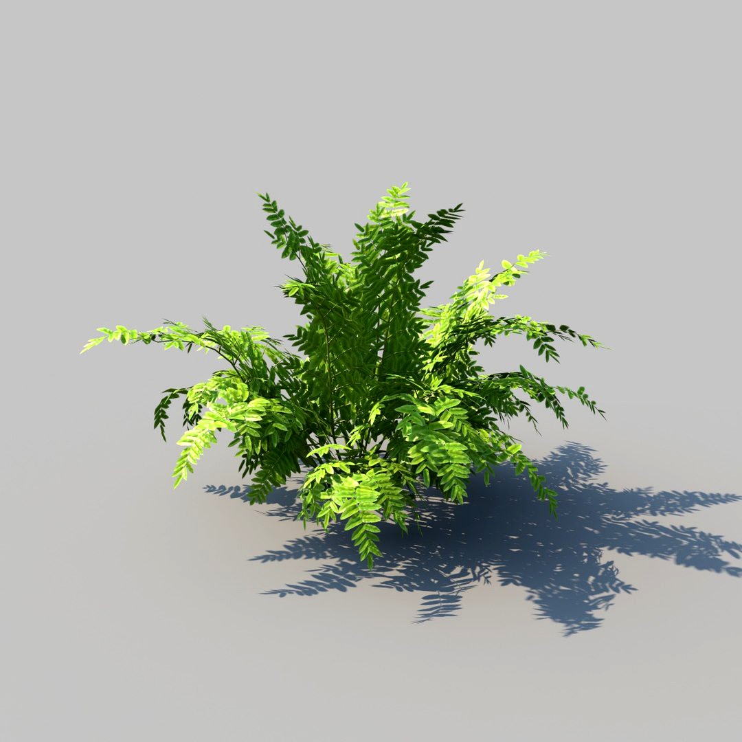 Autumn Fern A With Animation