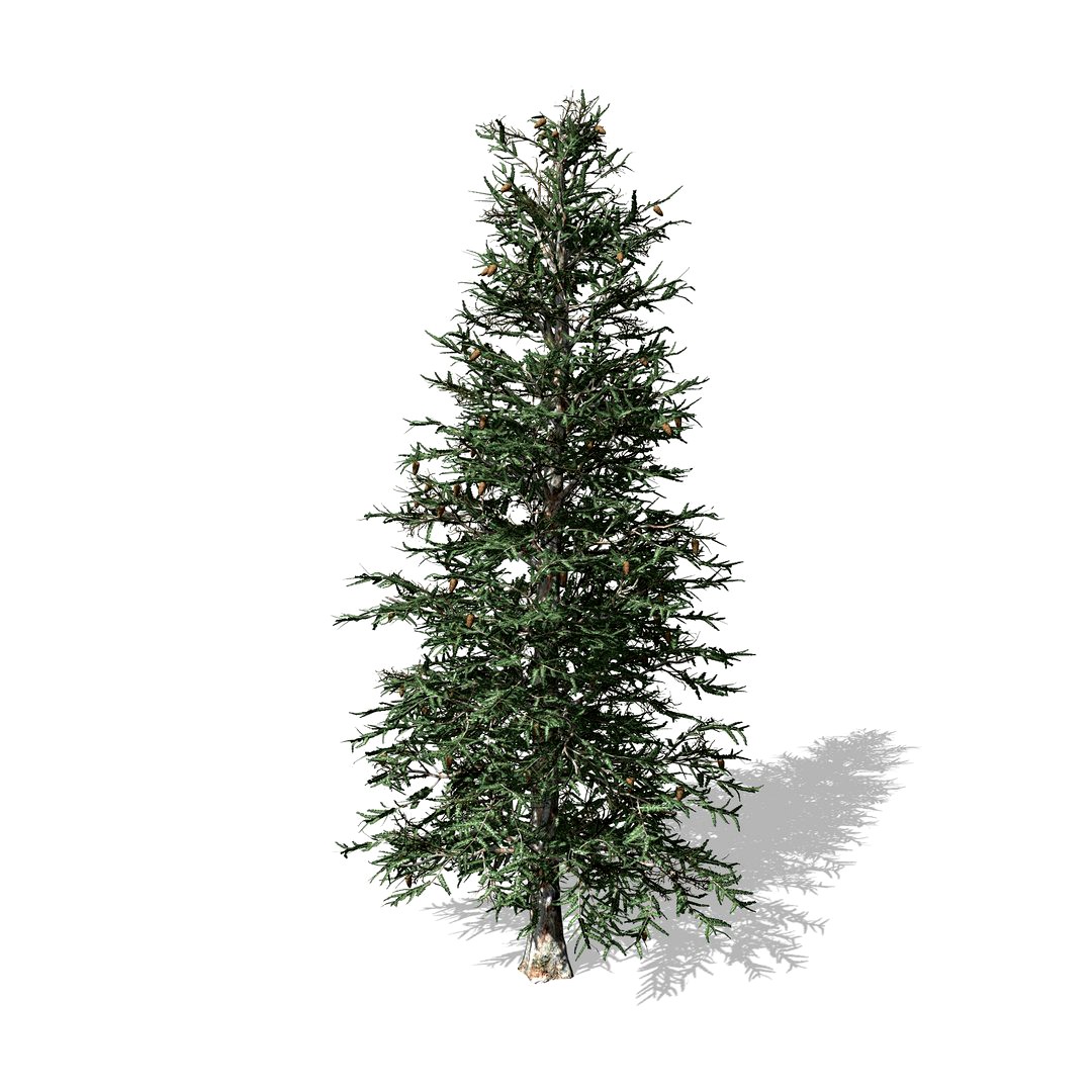 Blue Spruce tree