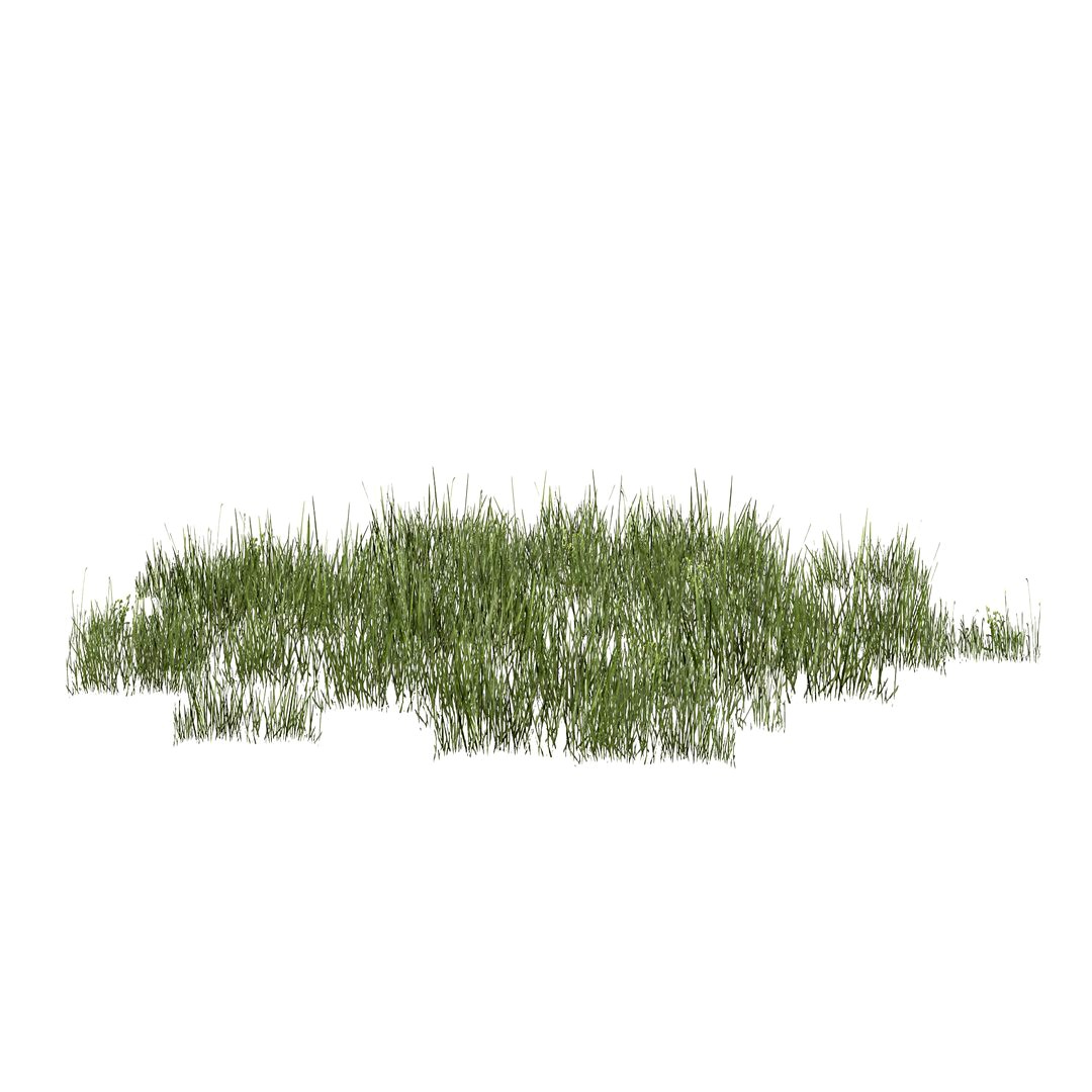 Plantation Grasses