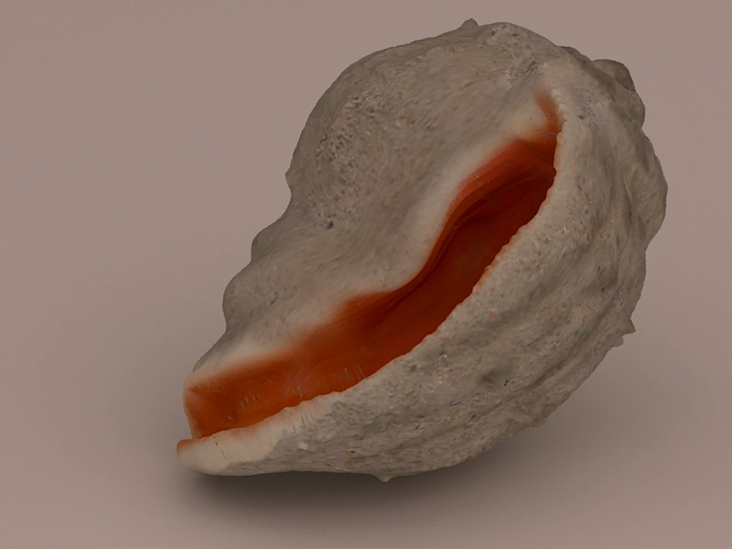 SeaShell