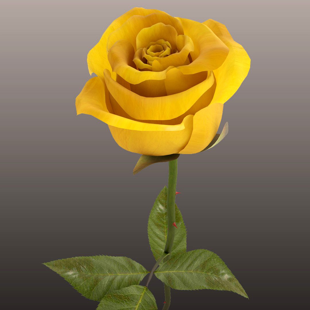 Rose Yellow