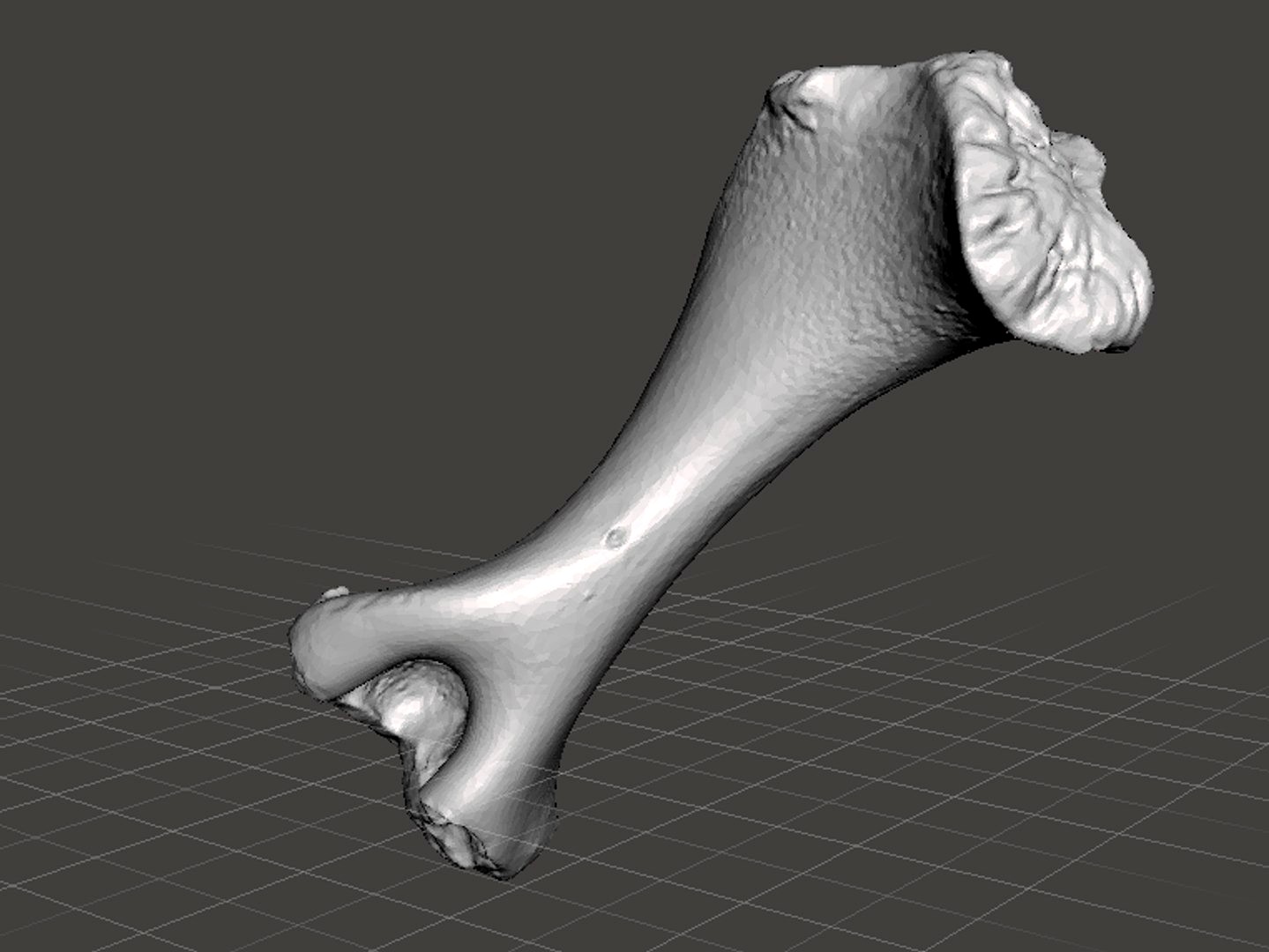 Pig Bone
