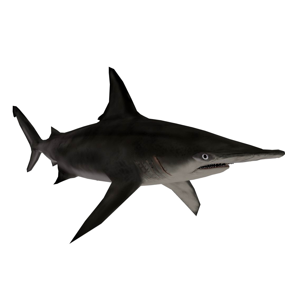 hammerhead shark