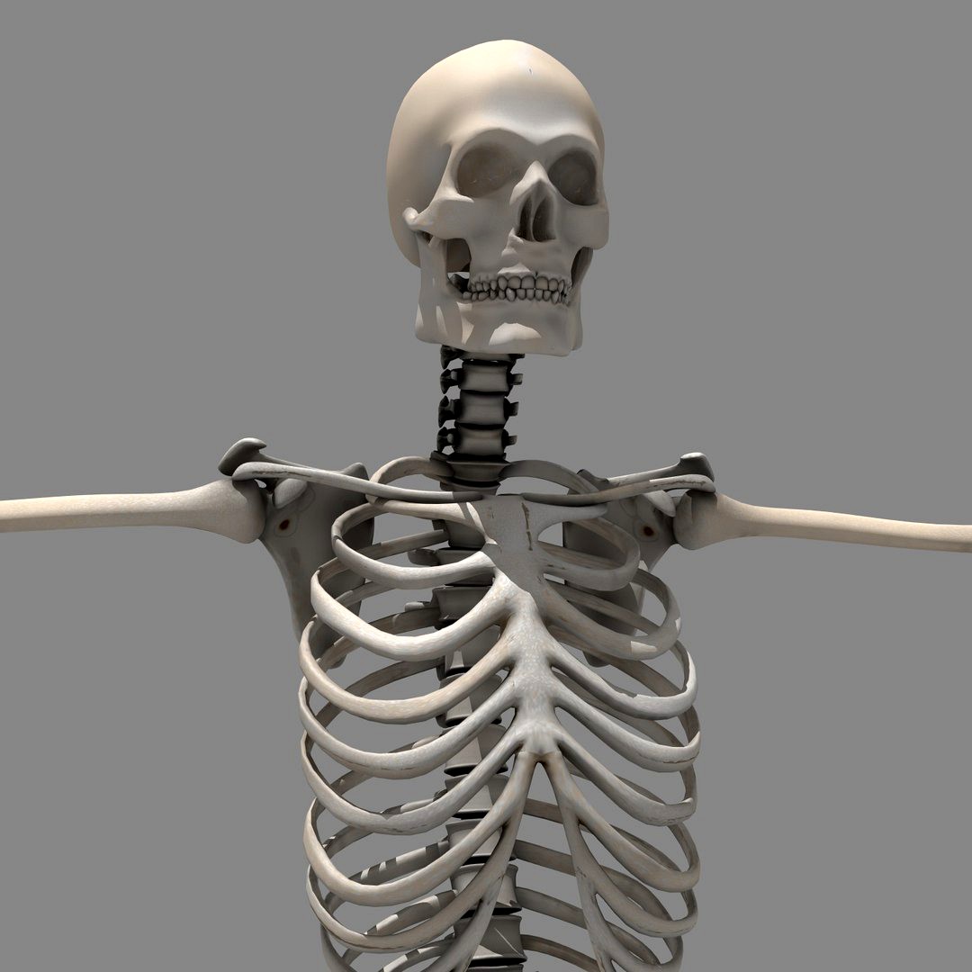 Human Skeleton