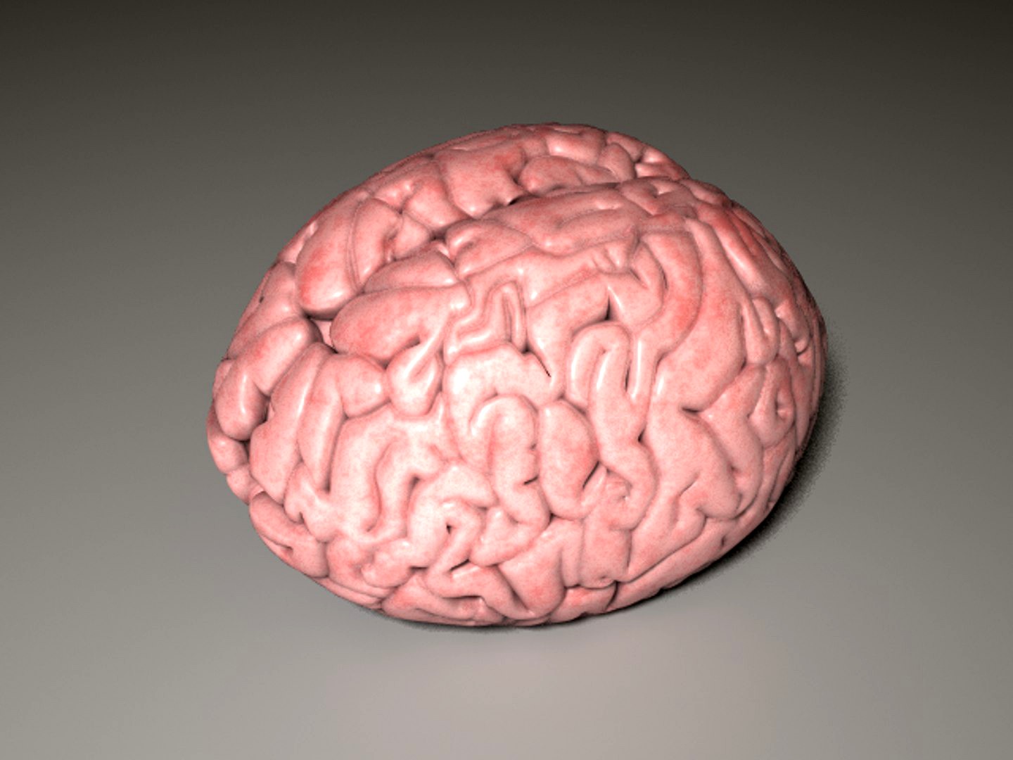 Brain