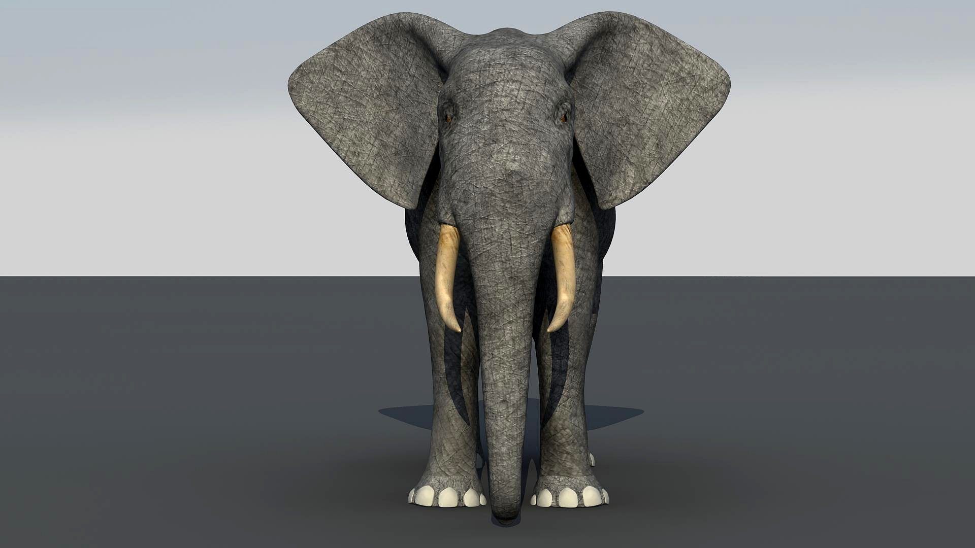 Elephant