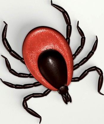 Deer Tick 3D Model