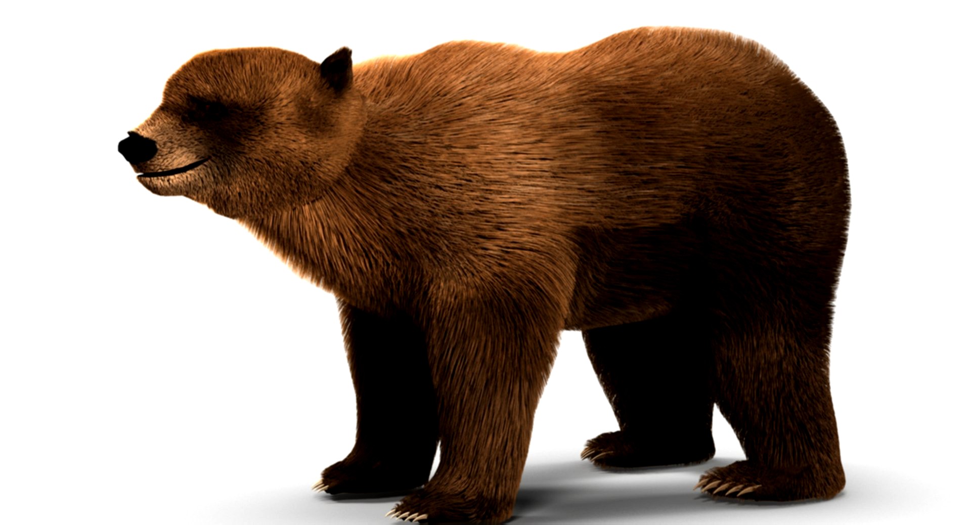 Bear (Fur)