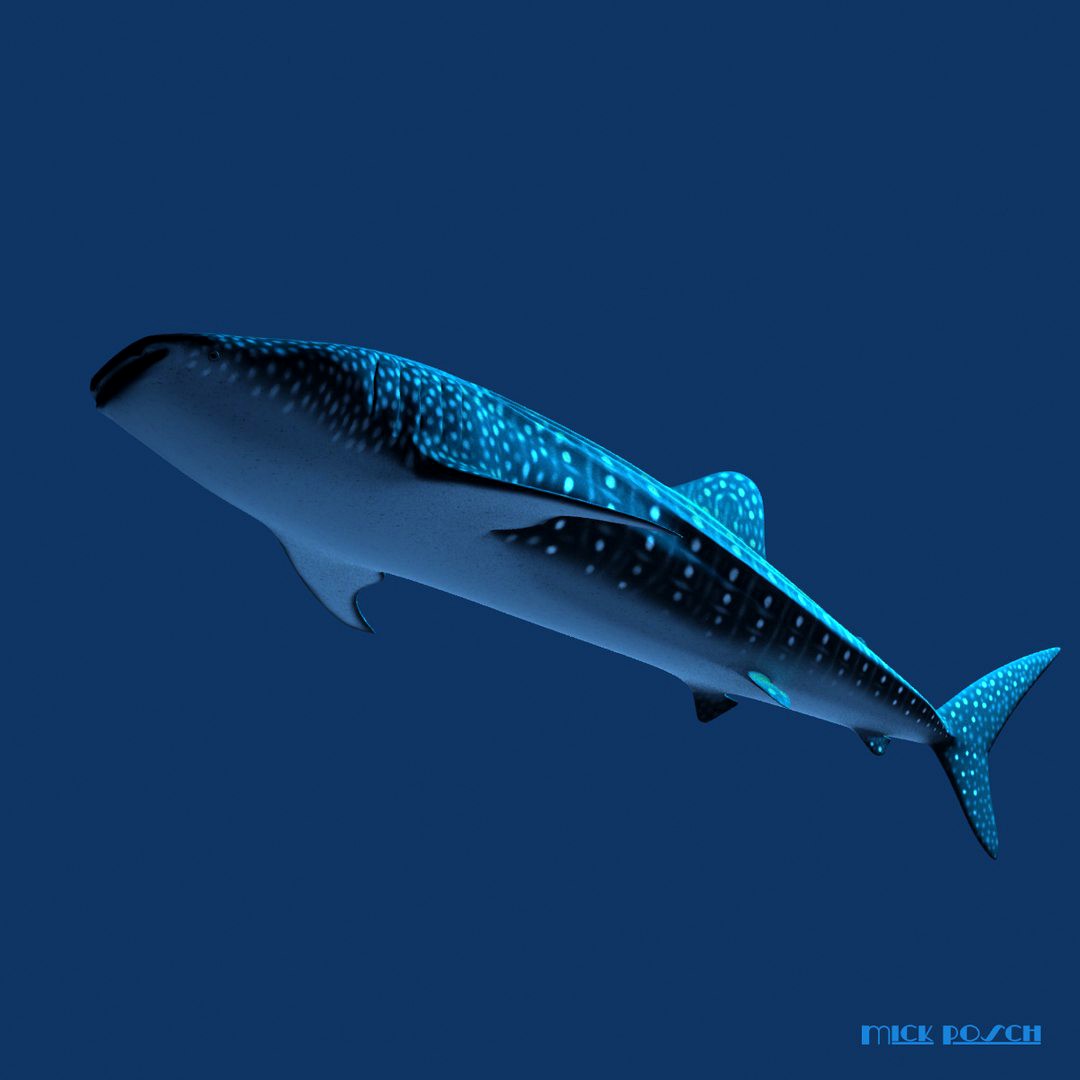 Whale Shark