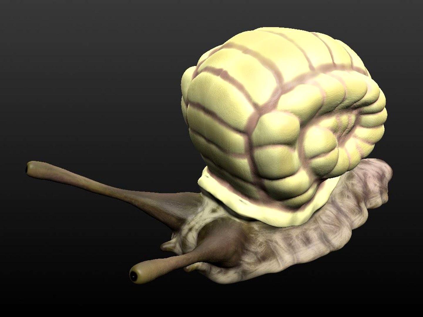 snail