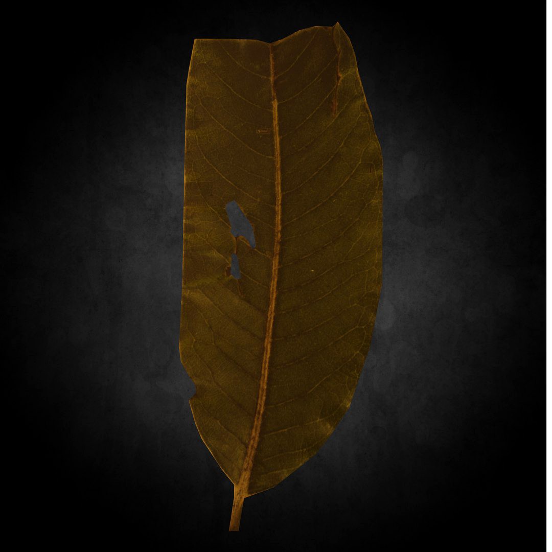 Low Poly Leaf 10