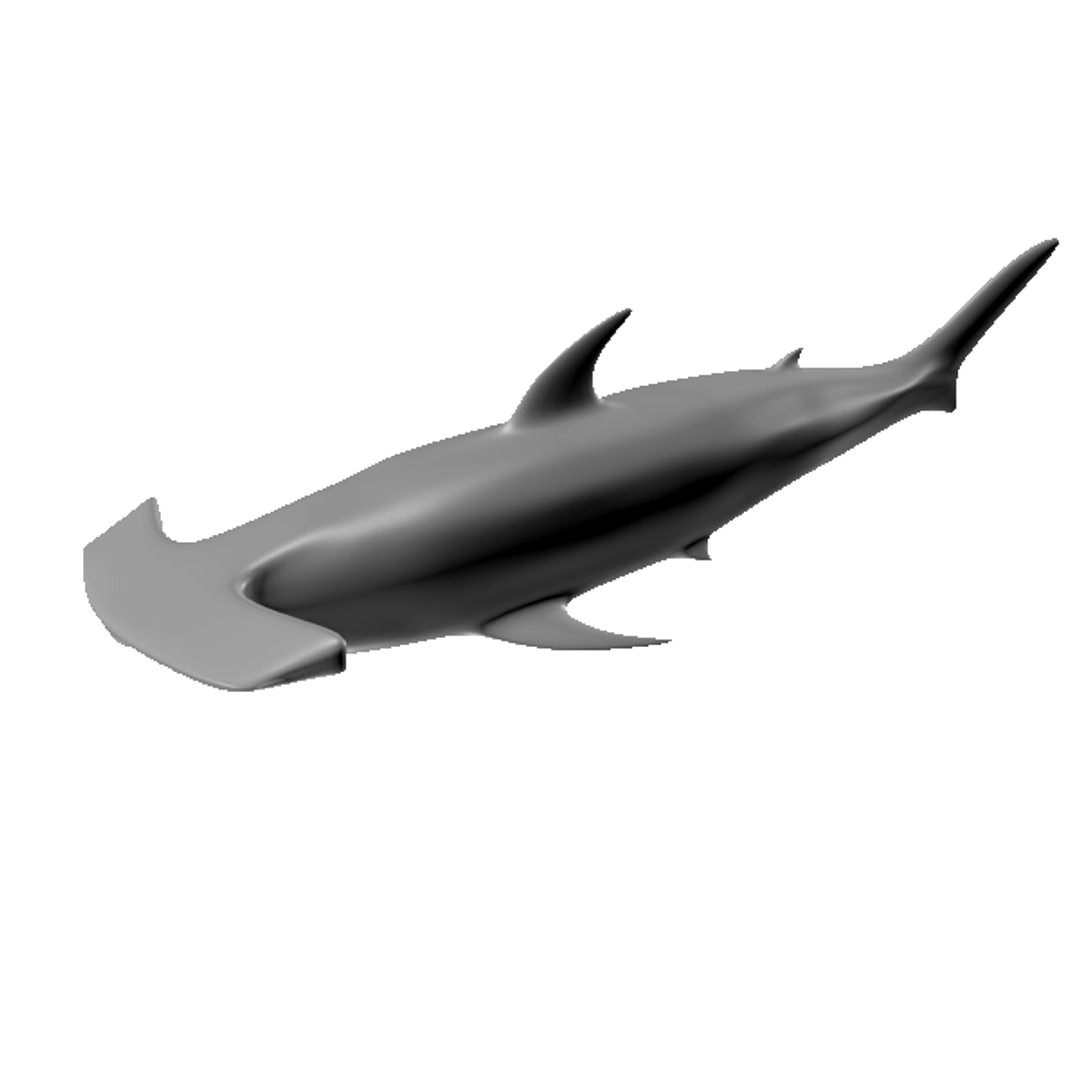 Hammerhead Shark