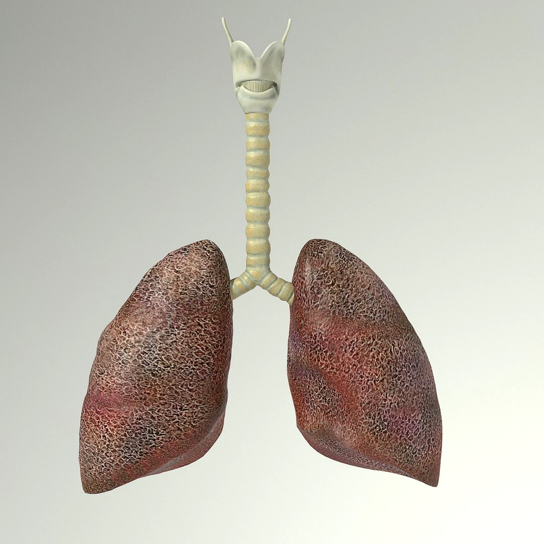 lung