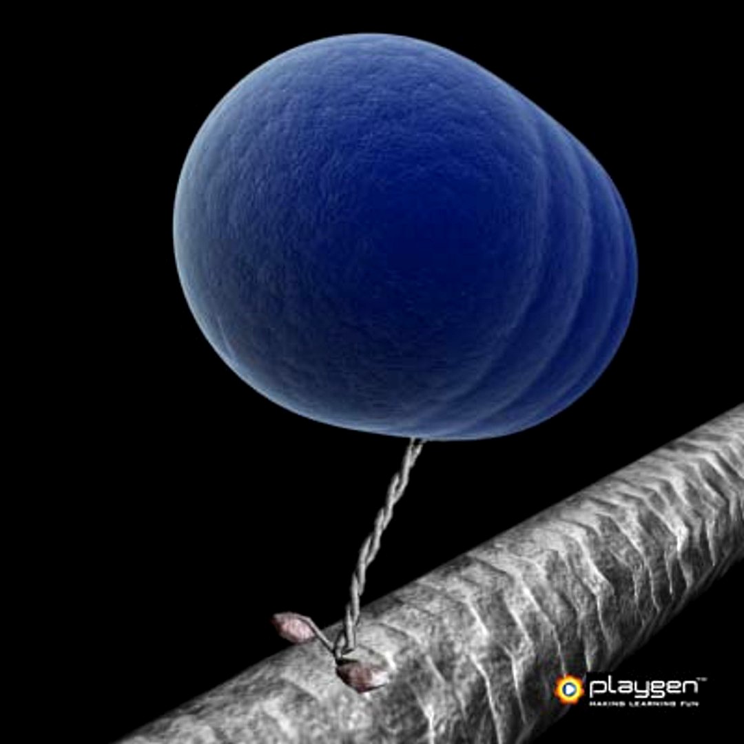 Kinesin, Bead and Nanowire