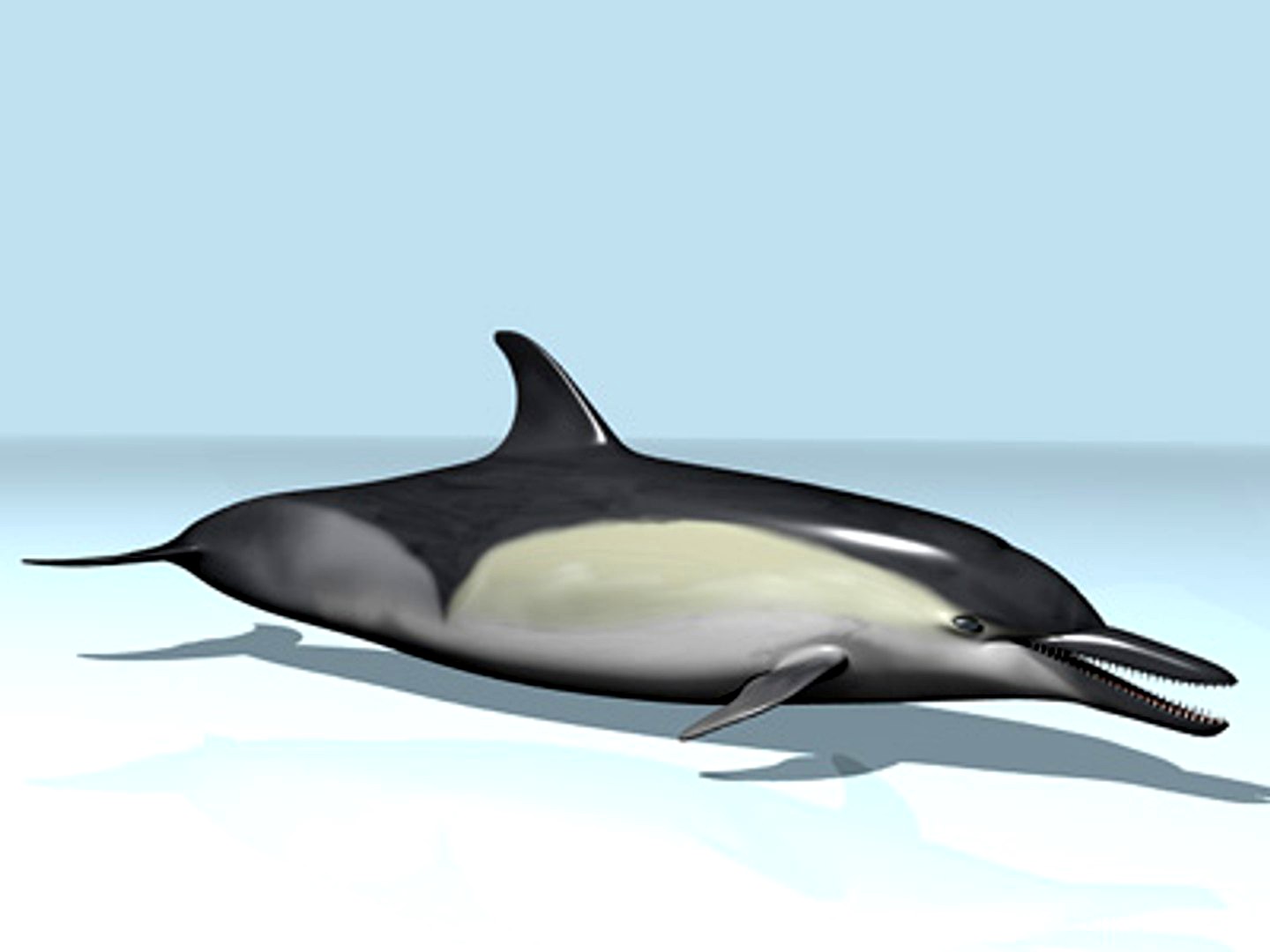Dolphin