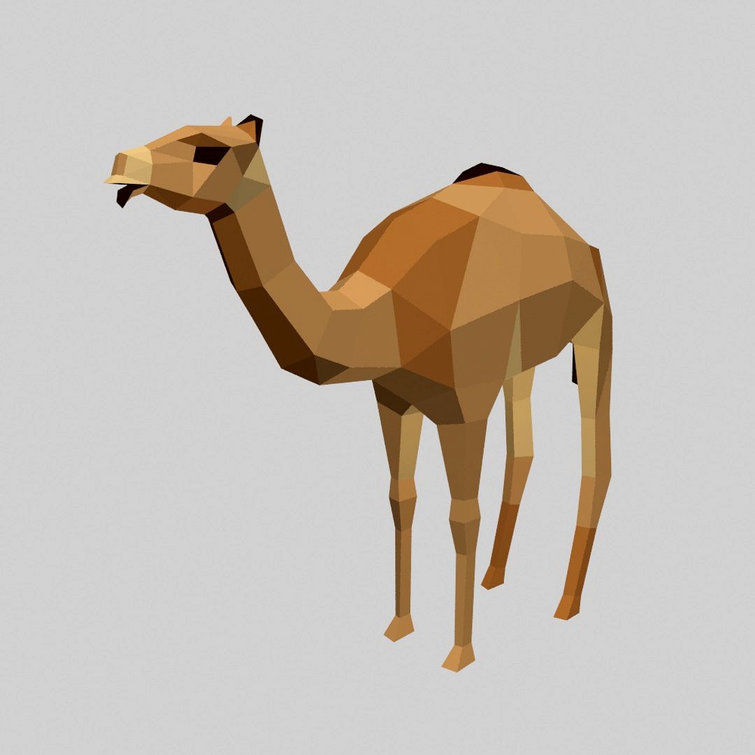Camel