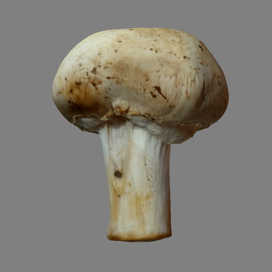 Mushroom 23