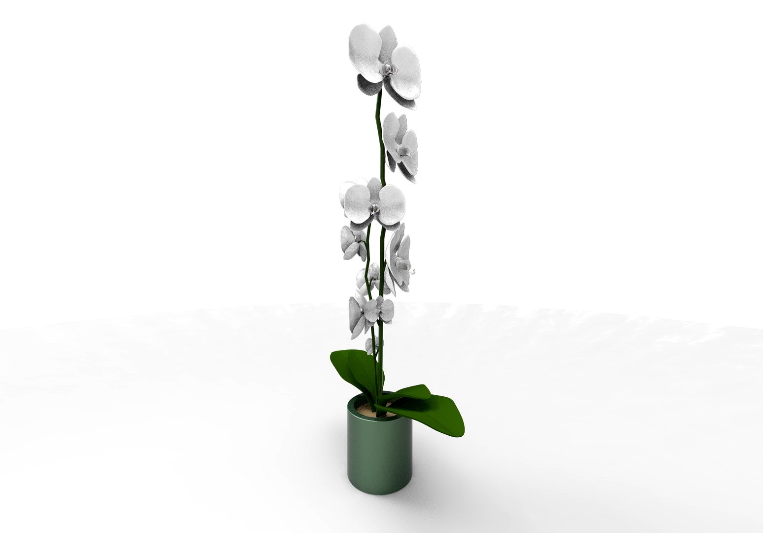Plant  orchid