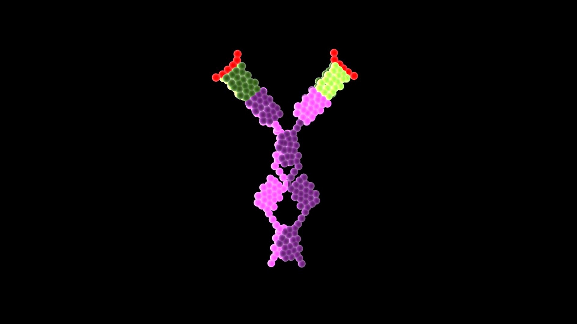 IgE Antibody