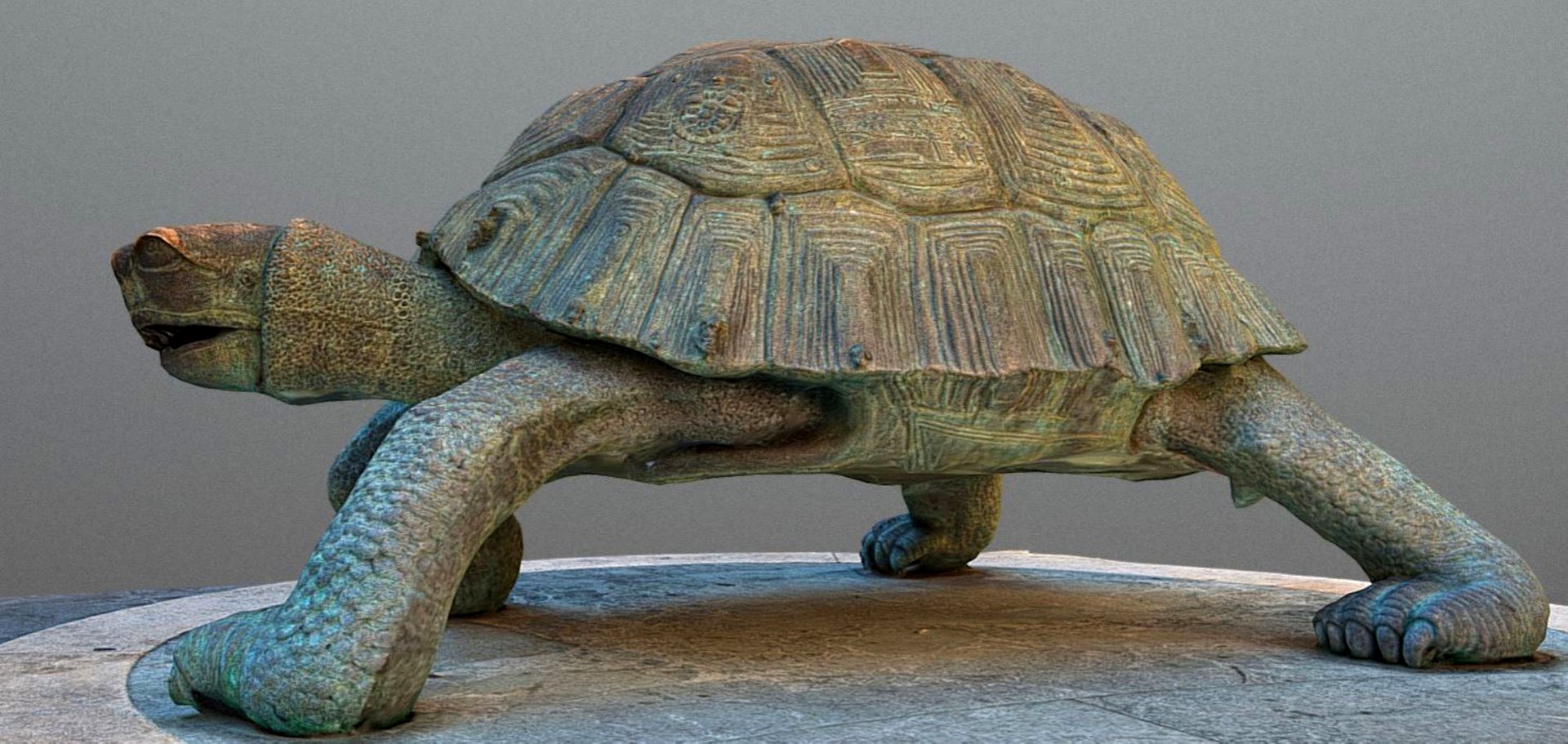 turtle