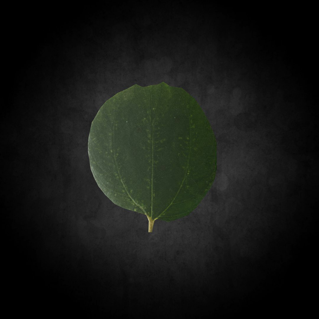 Low Poly Leaf 014