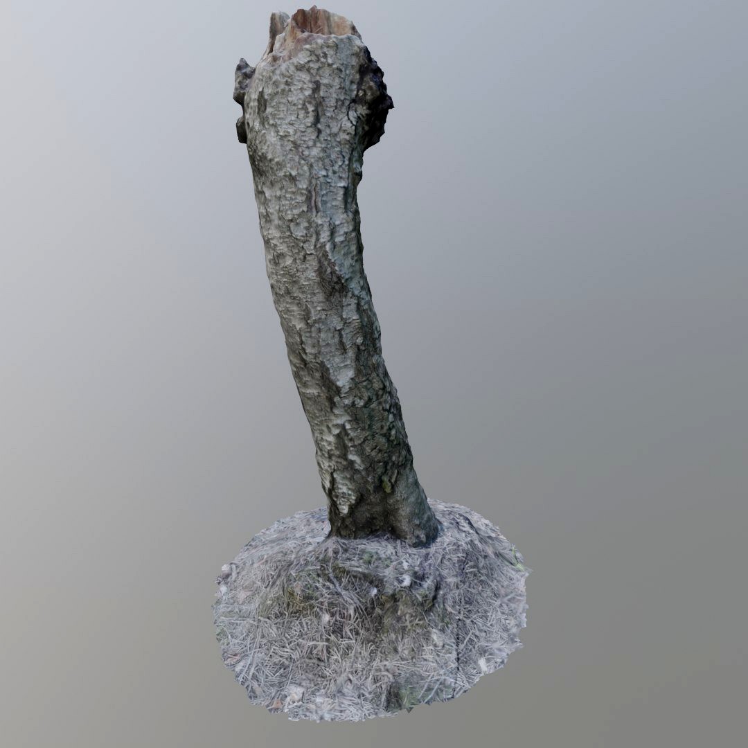 Stump 13