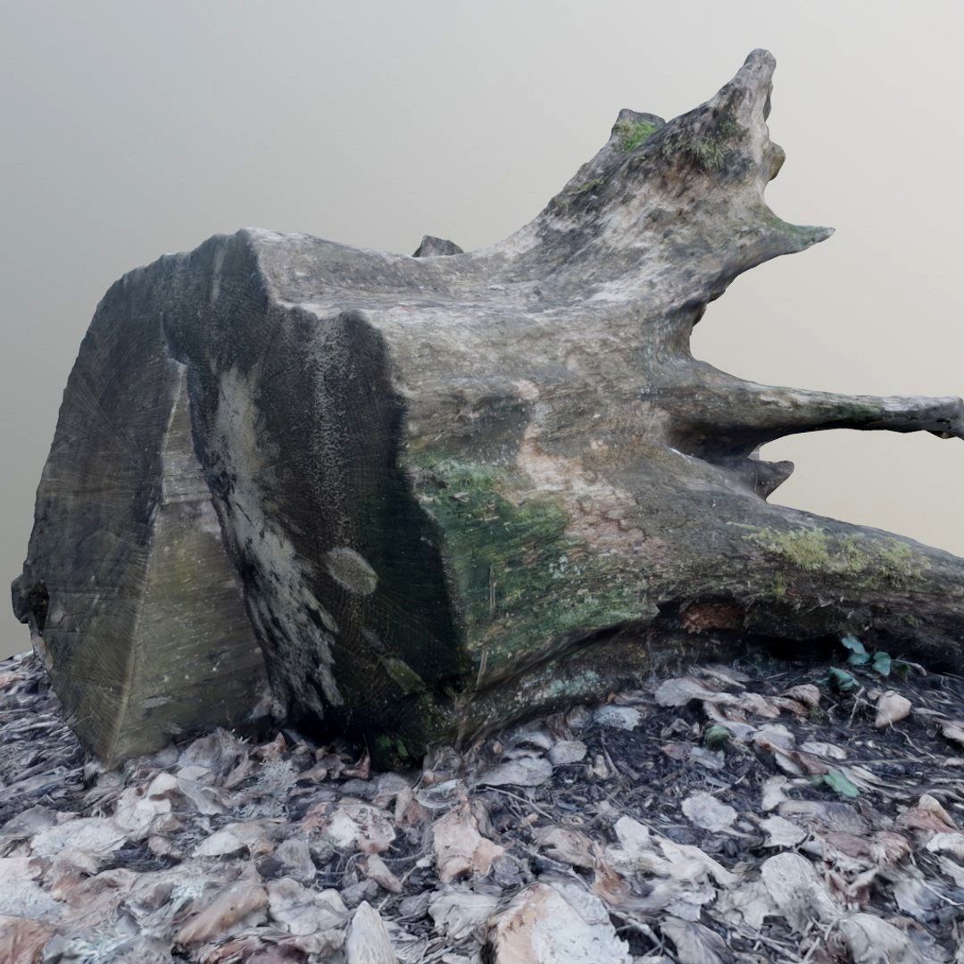 Fallen Stump 1