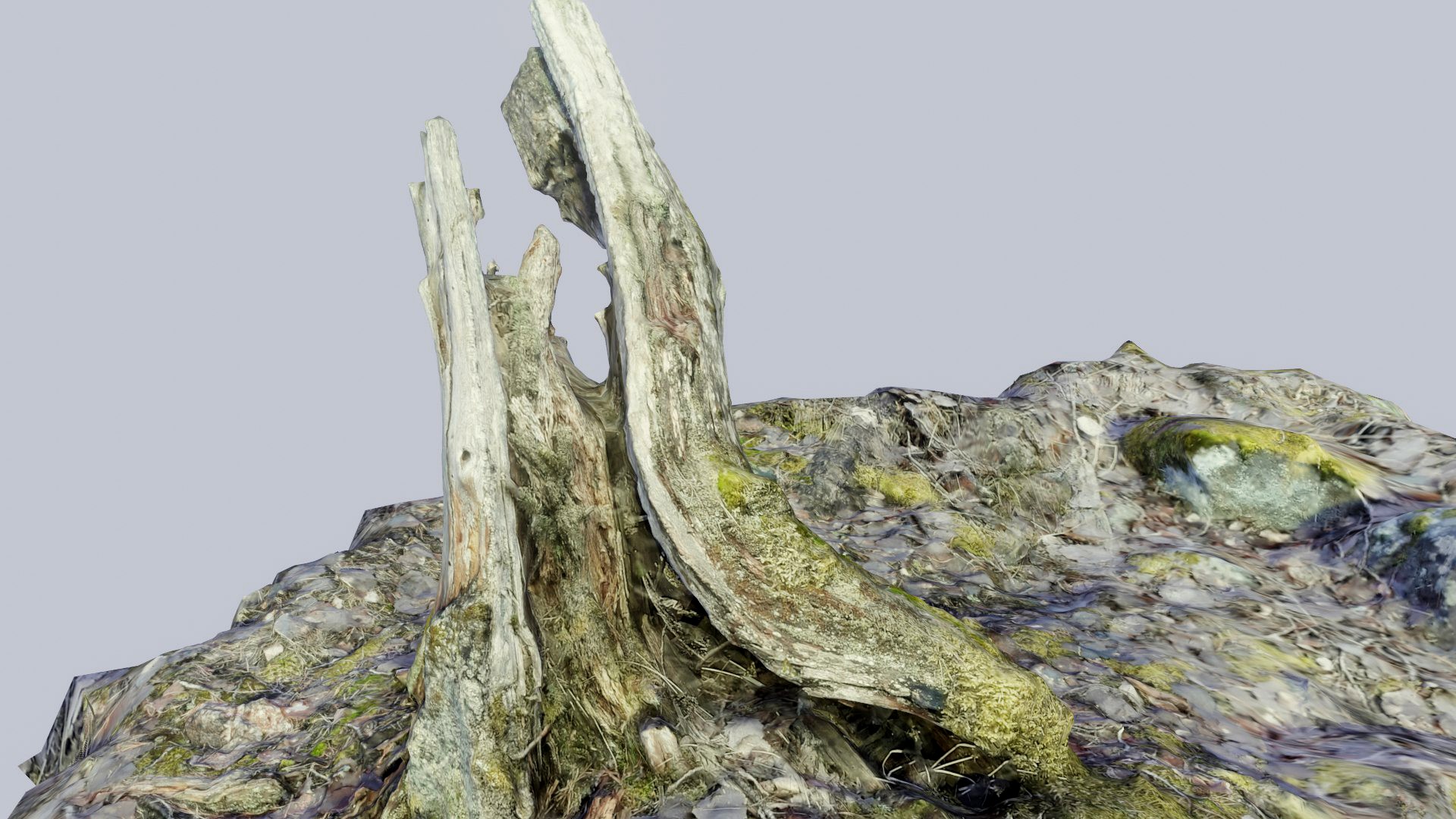 Stump 3