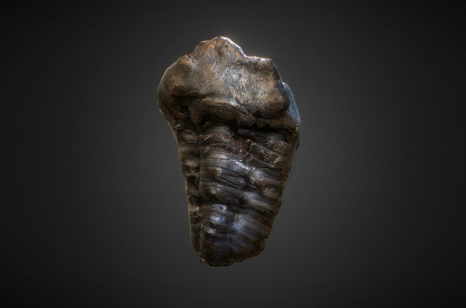 Fossil Trilobyte Scan 4k Trilobite