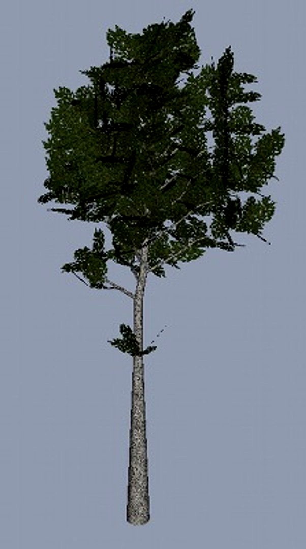 Normal Tree 2