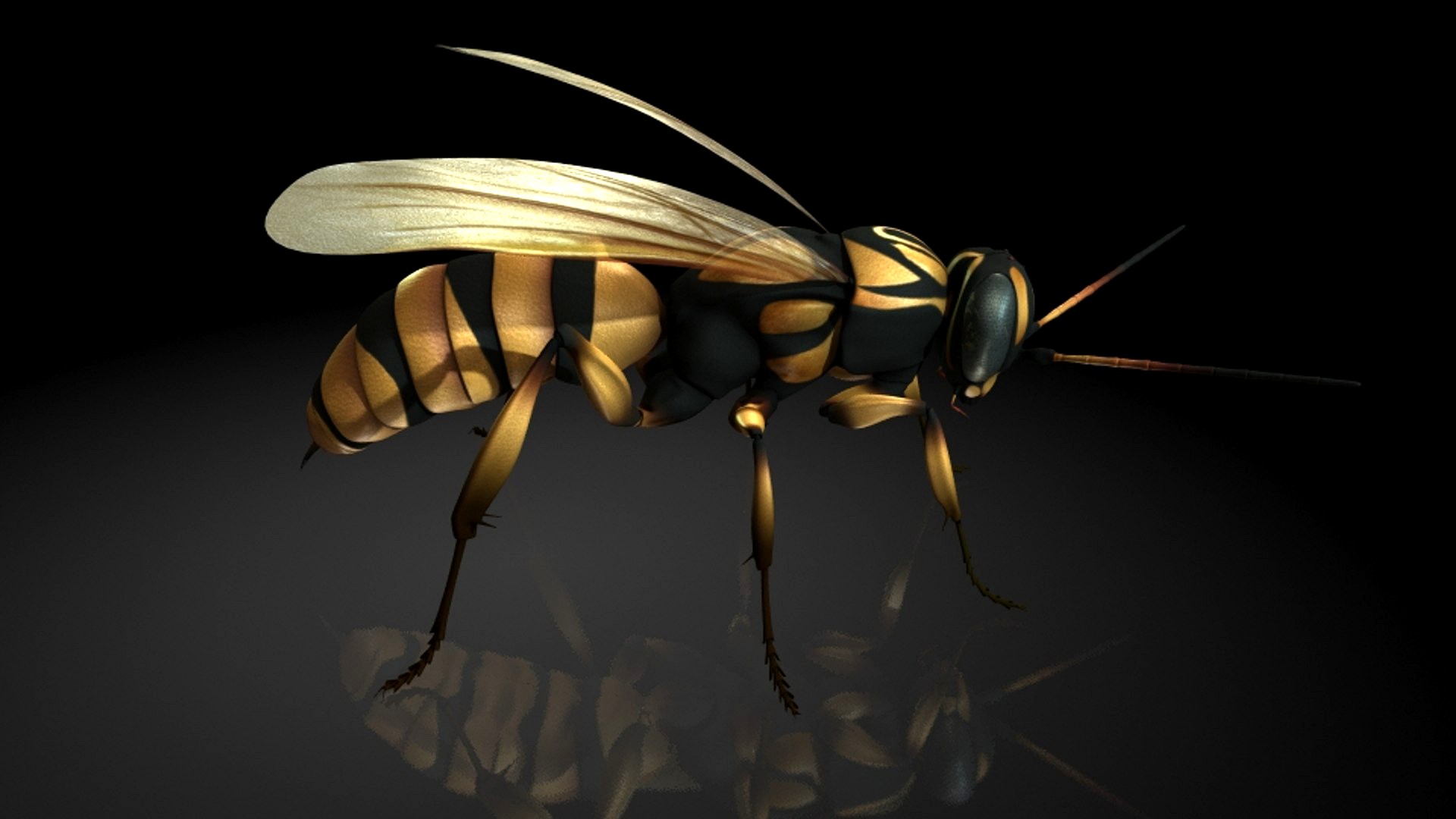 Tarantula Hawk / Bee / insects