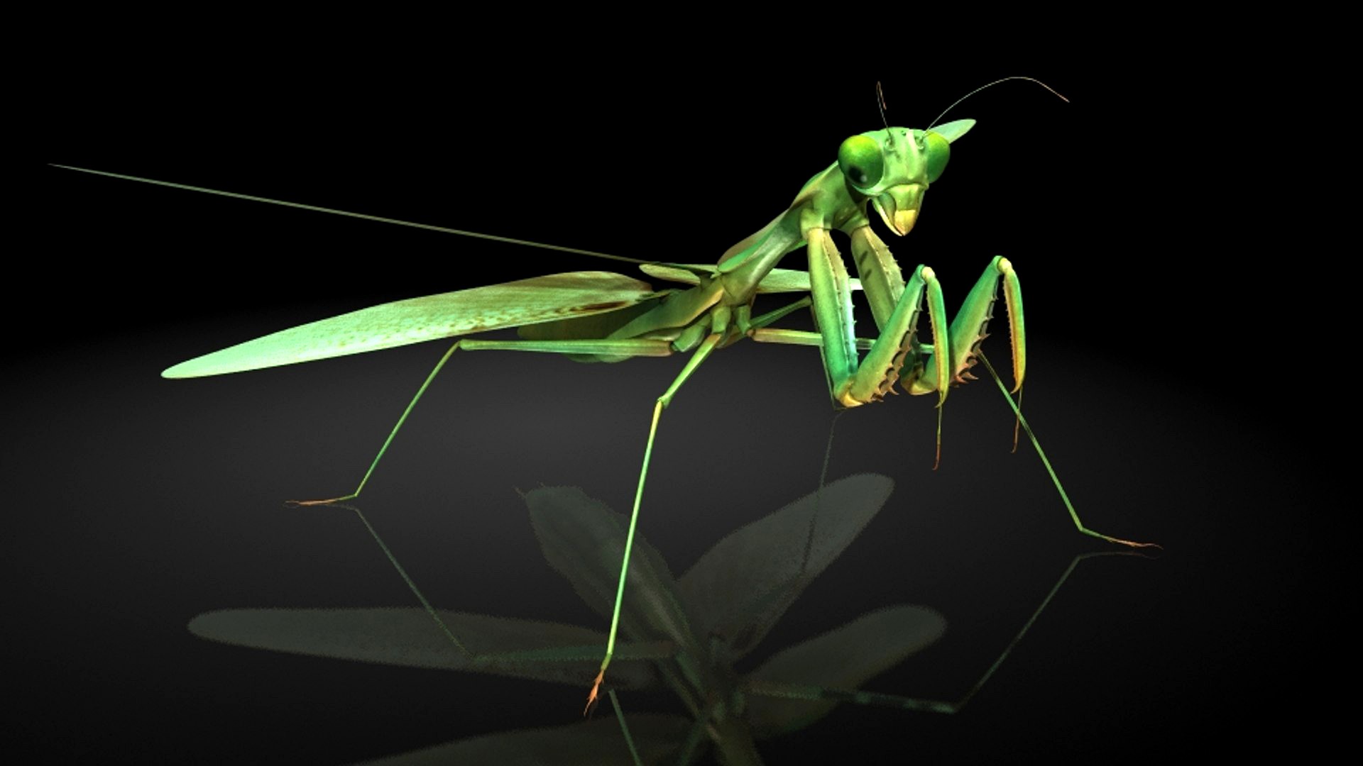 mantis / insects