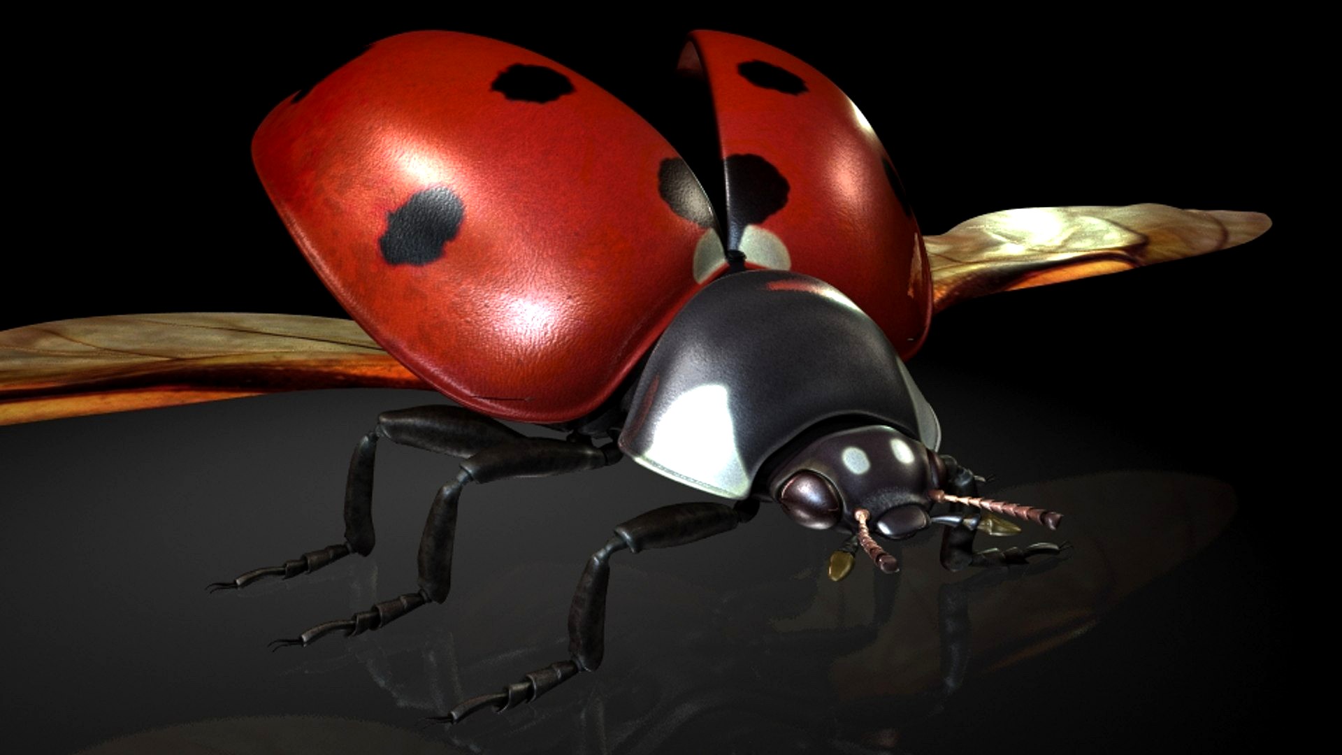 ladybirds / insects