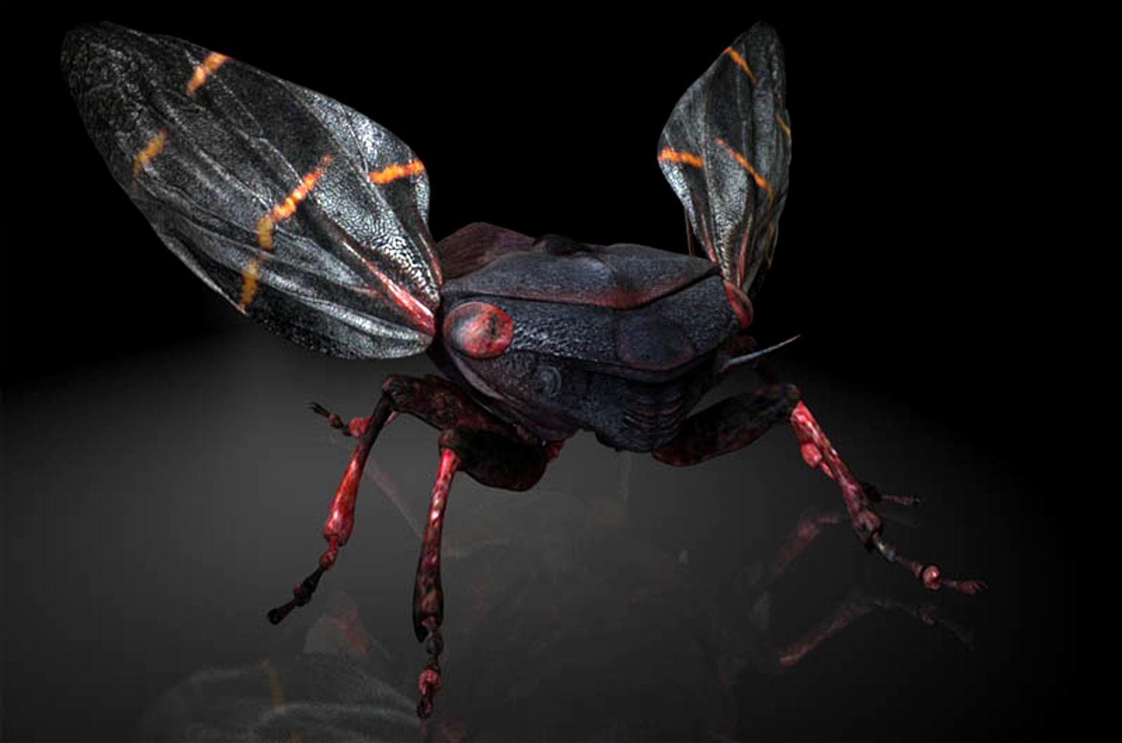 froghopper / cicada / insects