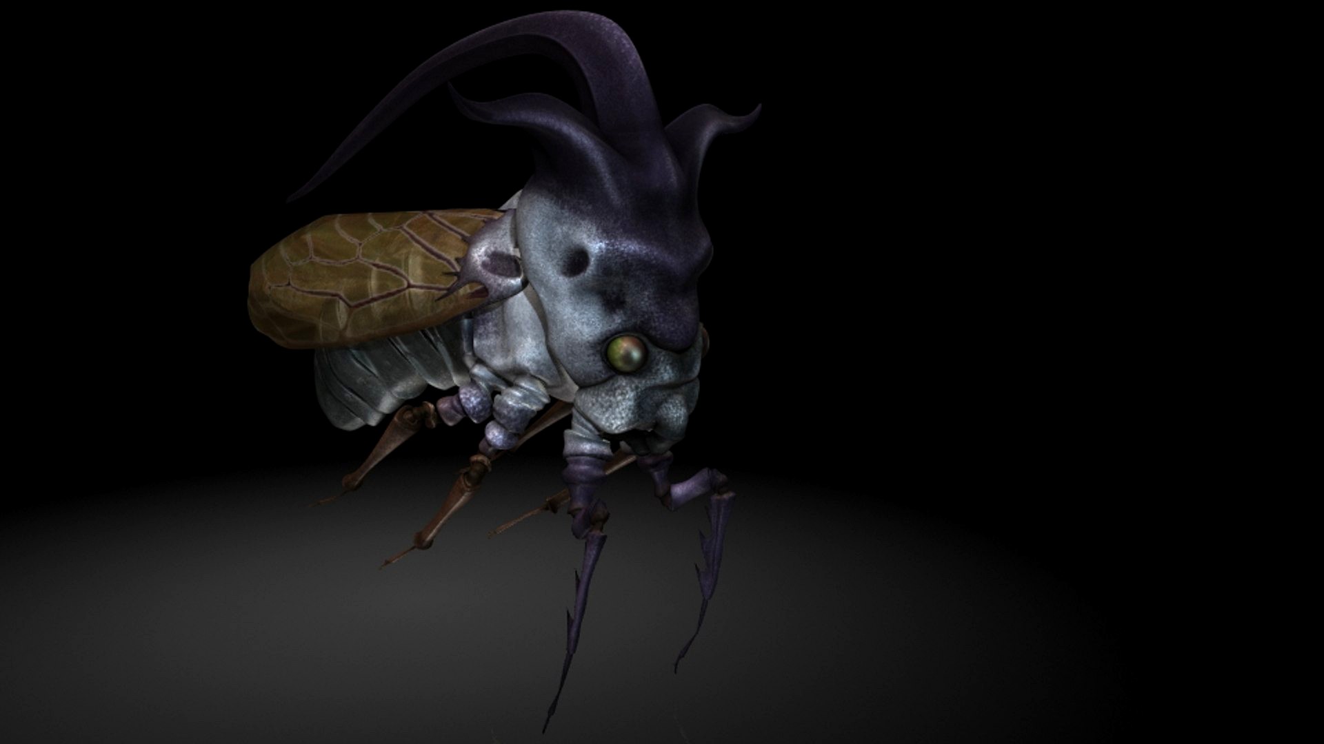insects / Angle cicada