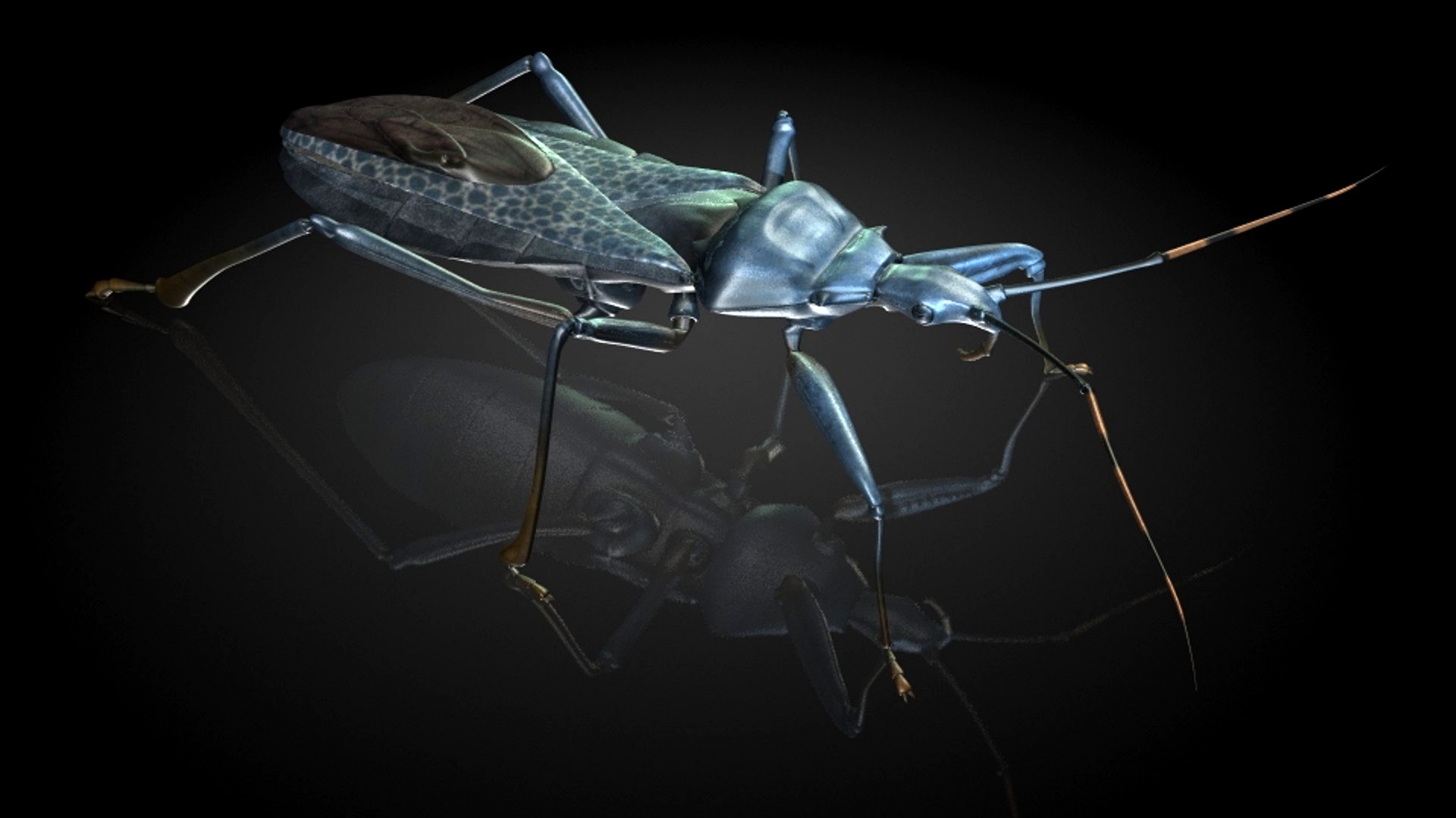 bugs / kyi bugs / insect