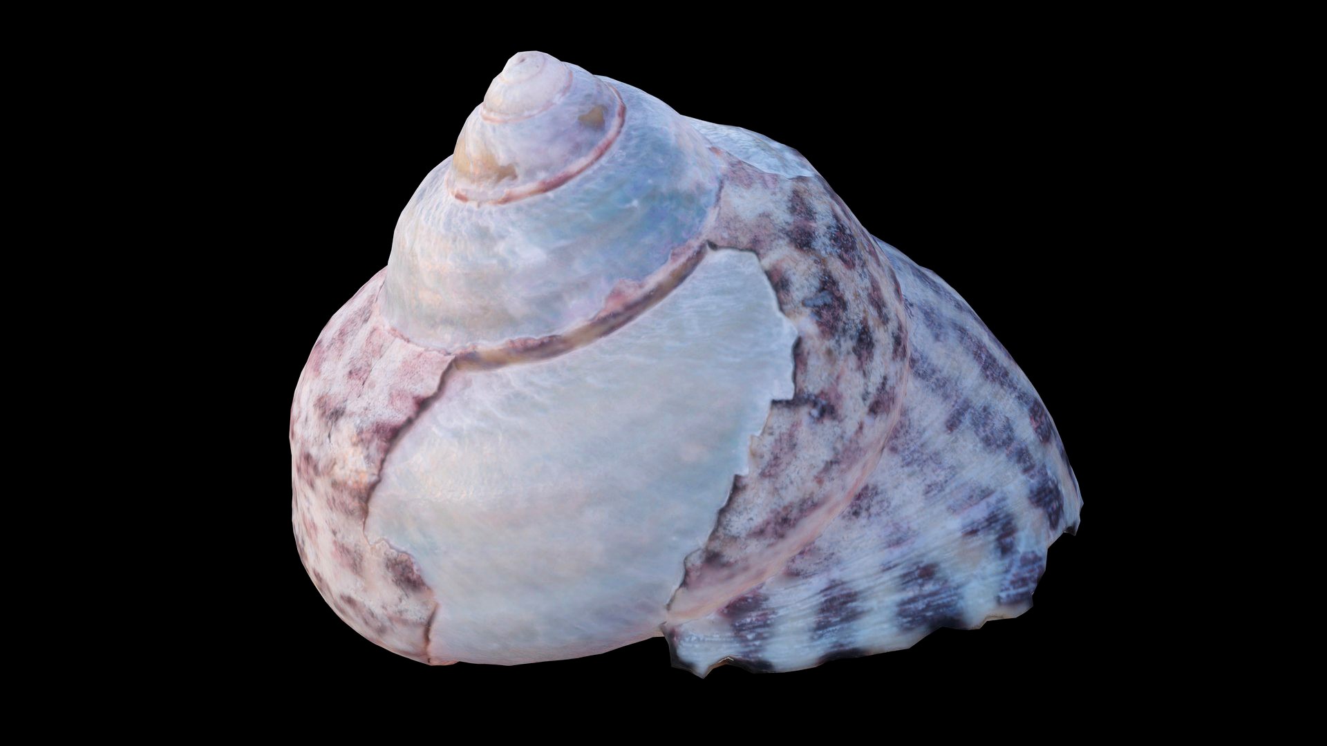 Tessellate Nerita Sea Shell
