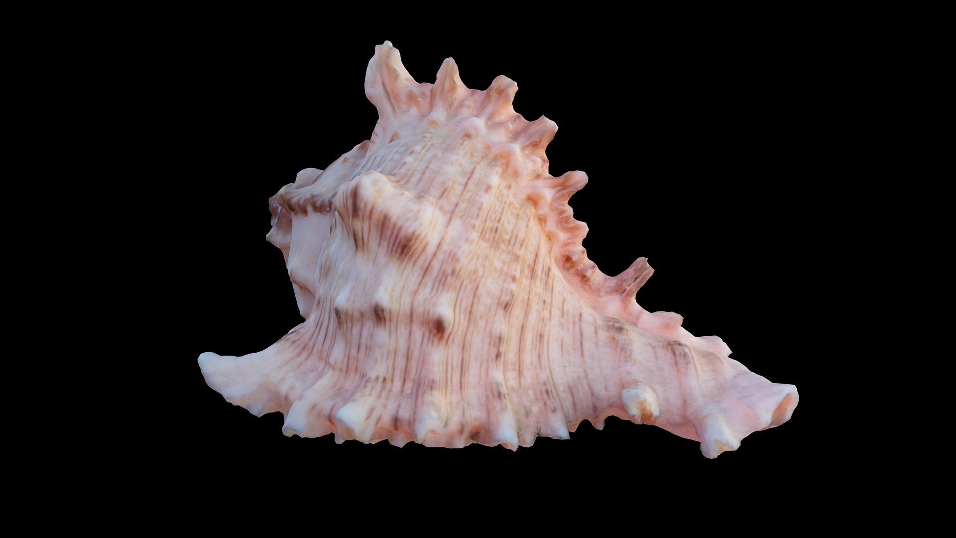 Small Murex Sea Shell