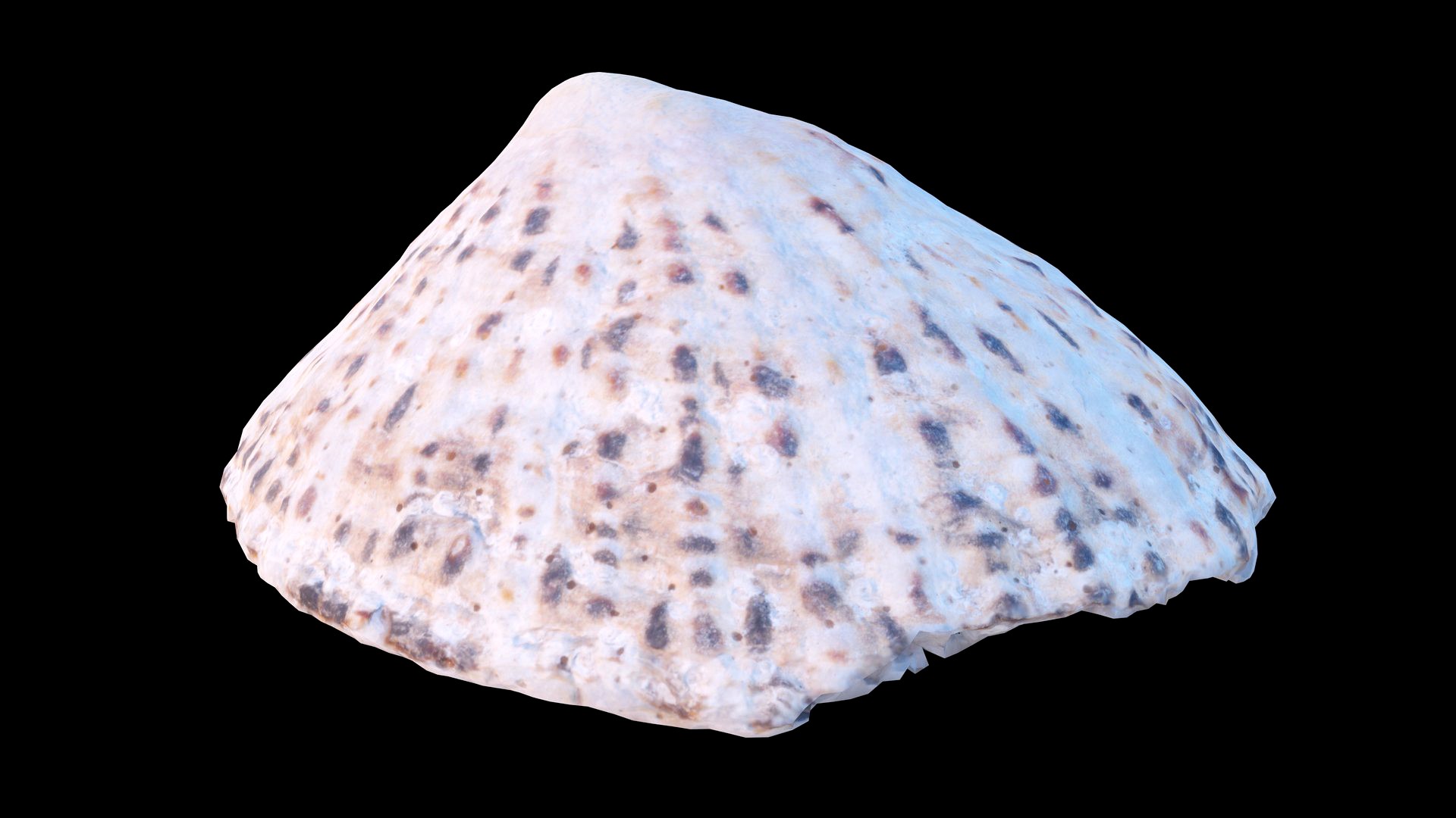 Limpet Sea Shell