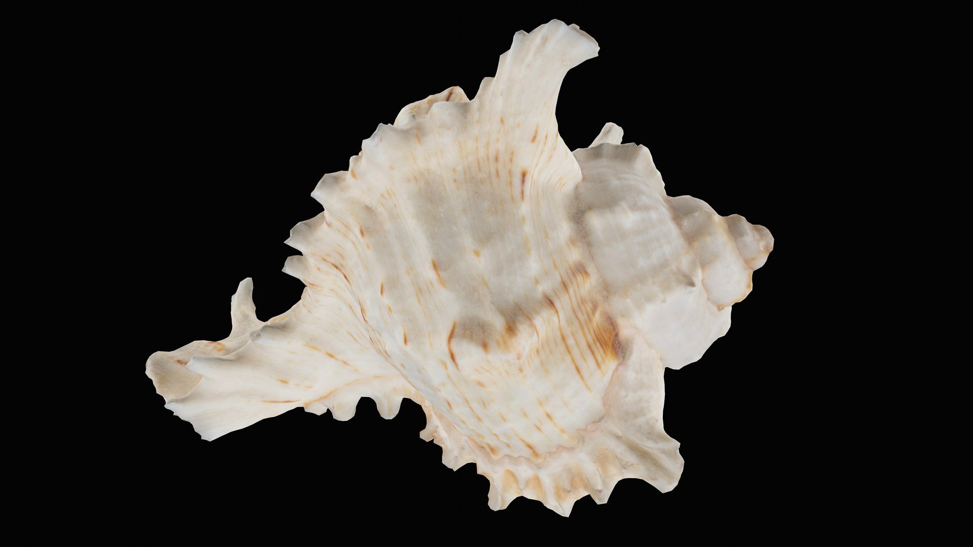 Murex Sea Shell