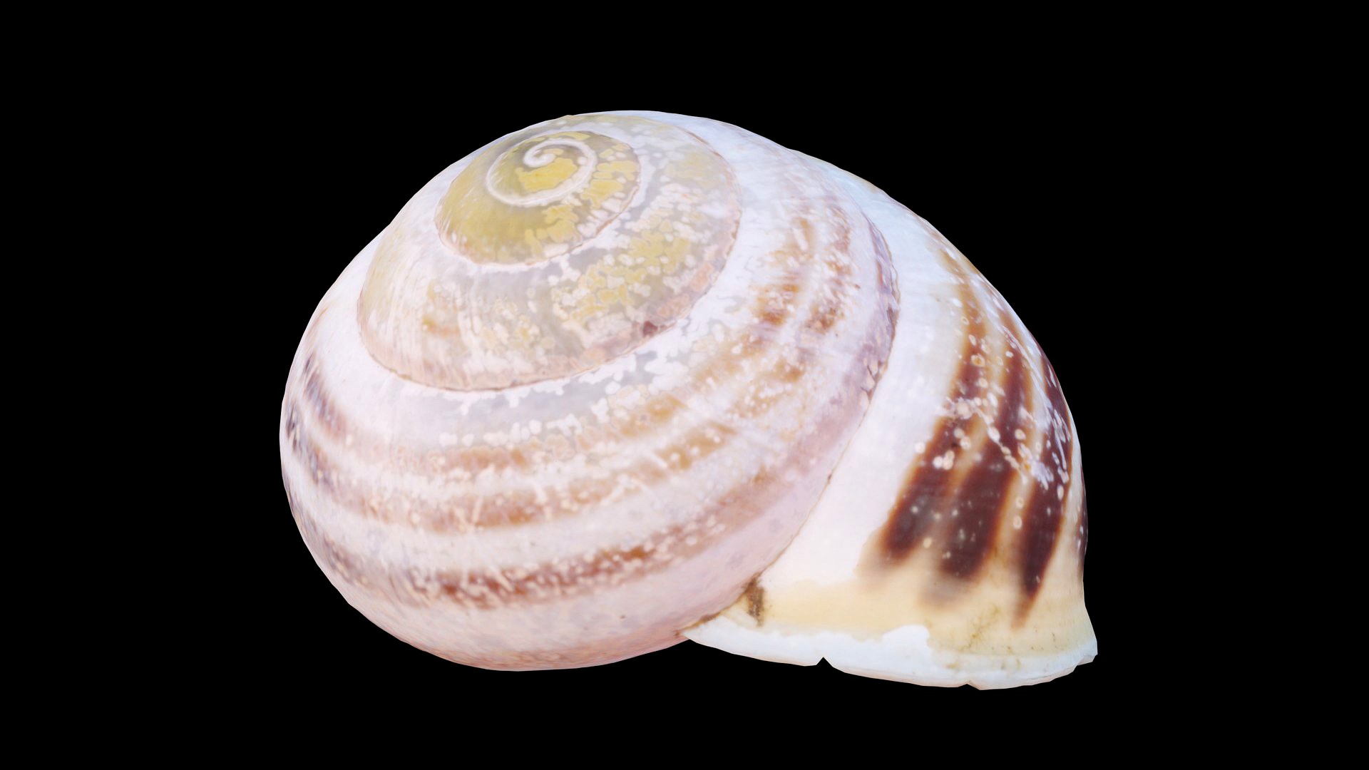 Grove Band Snail Shell