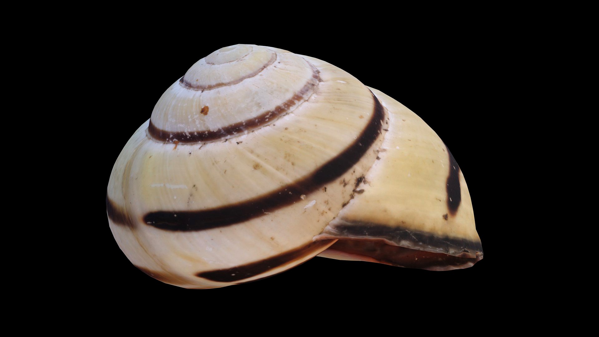 Grove Band Snail Shell