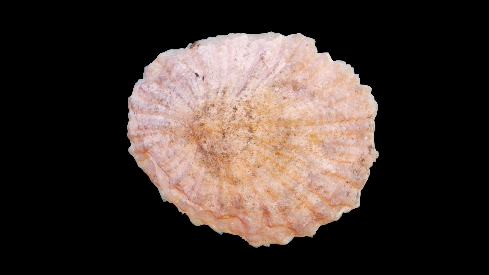 Common Limpet Shell
