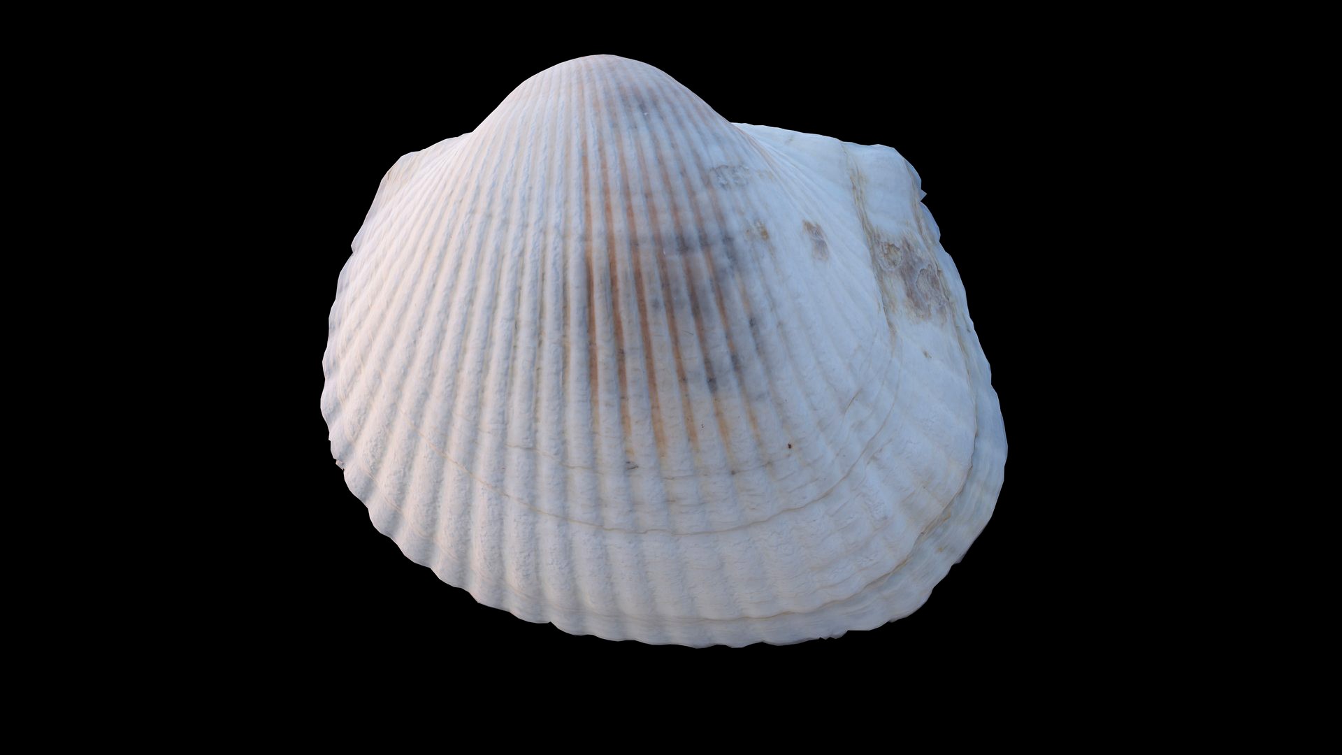 Cockie Sea Shell