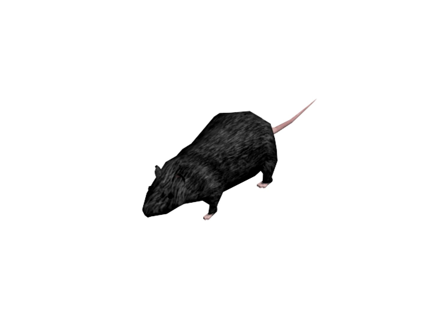 Rat