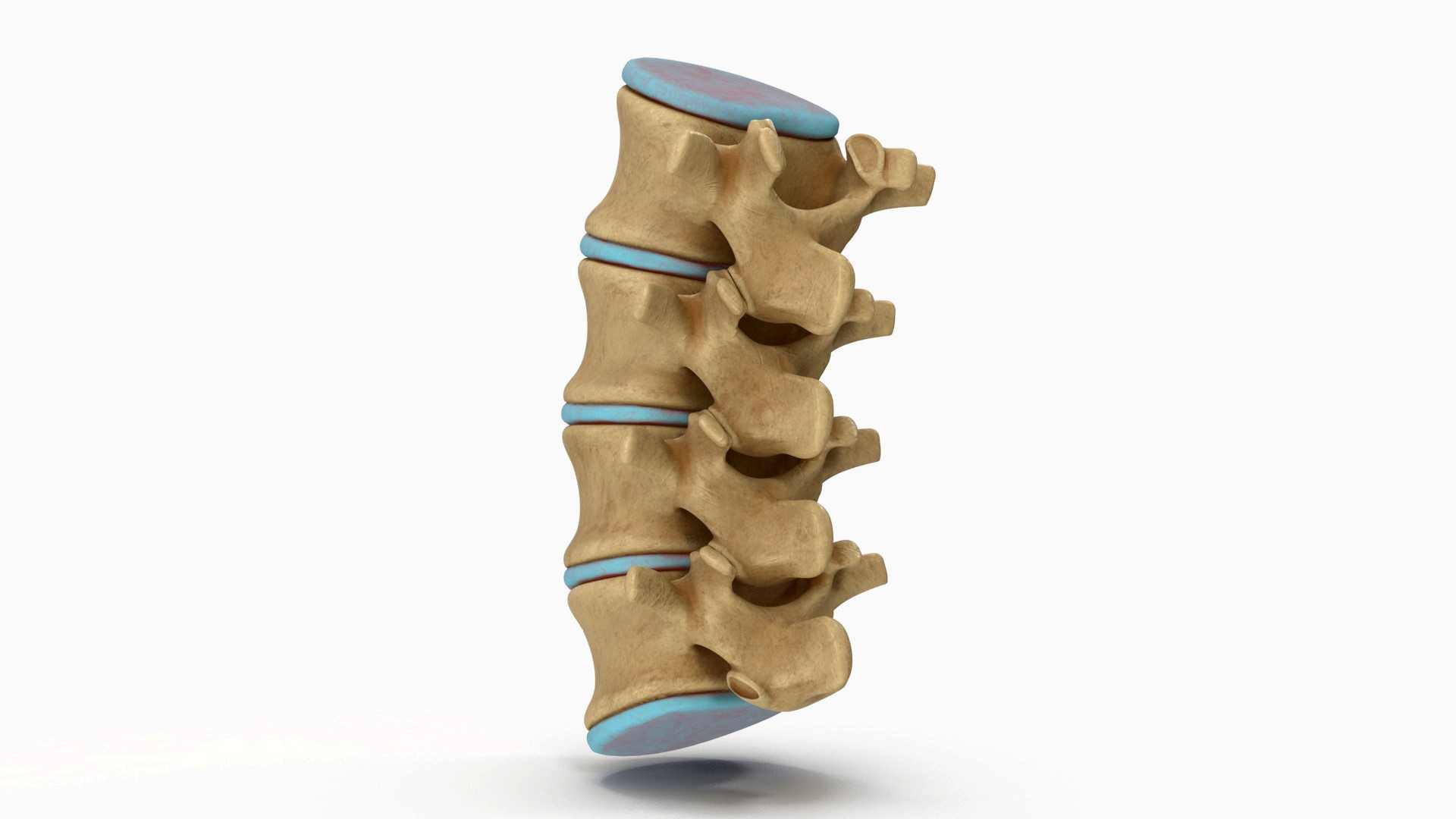 Lumbar Spinal Column Bone